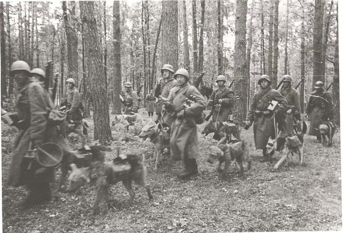 Trong chiến tranh thế giới thứ hai, Hồng quân Liên Xô đã thành lập gần 170 trung đoàn và tiểu đoàn huấn luyện, sử dụng chó chiến đấu. Theo sách "Động vật và chiến tranh", hơn 500.000 con chó đã tham gia các hoạt động tác chiến trong suốt cuộc chiến tranh.