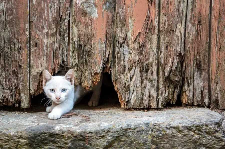 Mèo là một trong số ít loài vật bốn chân không có các xương đòn cứng, điều này giúp chúng chui qua lỗ có kích thước bằng đầu chúng.