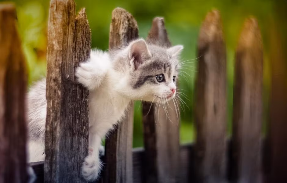 Mèo rất nhạy cảm với sự thay đổi của thời tiết, khí hậu, do đó vào một số thời điểm, chẳng hạn như đêm trăng tròn, mèo thường có những biểu hiện khá kỳ lạ.