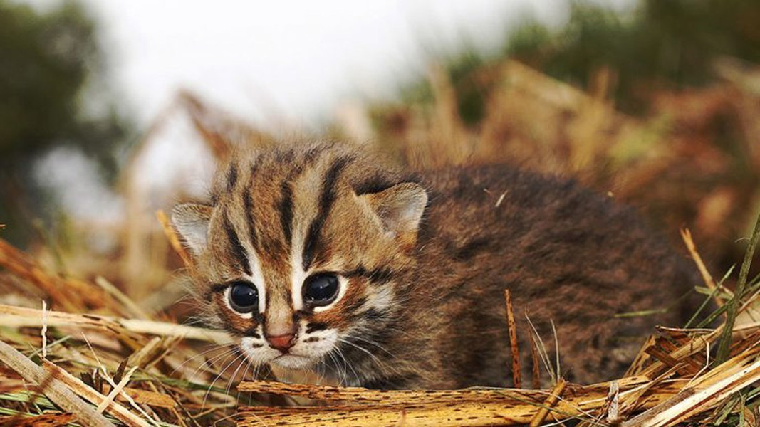 Bên cạnh đó, loài mèo còn vô vàng những kỹ năng "thượng thừa" khiến con người không khỏi ngạc nhiên...