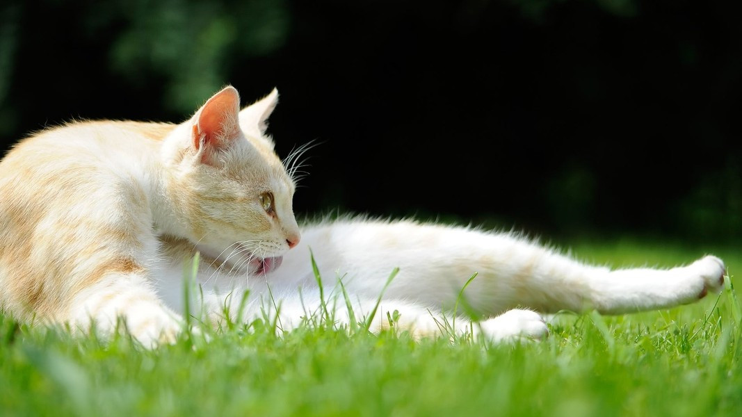 Trong khi đó, lông mèo có chứa một số thành phần khi tiếp xúc với ánh nắng mặt trời sẽ tạo ra vitamin D, do đó mèo thường liếm lông để bổ sung vitamin D.