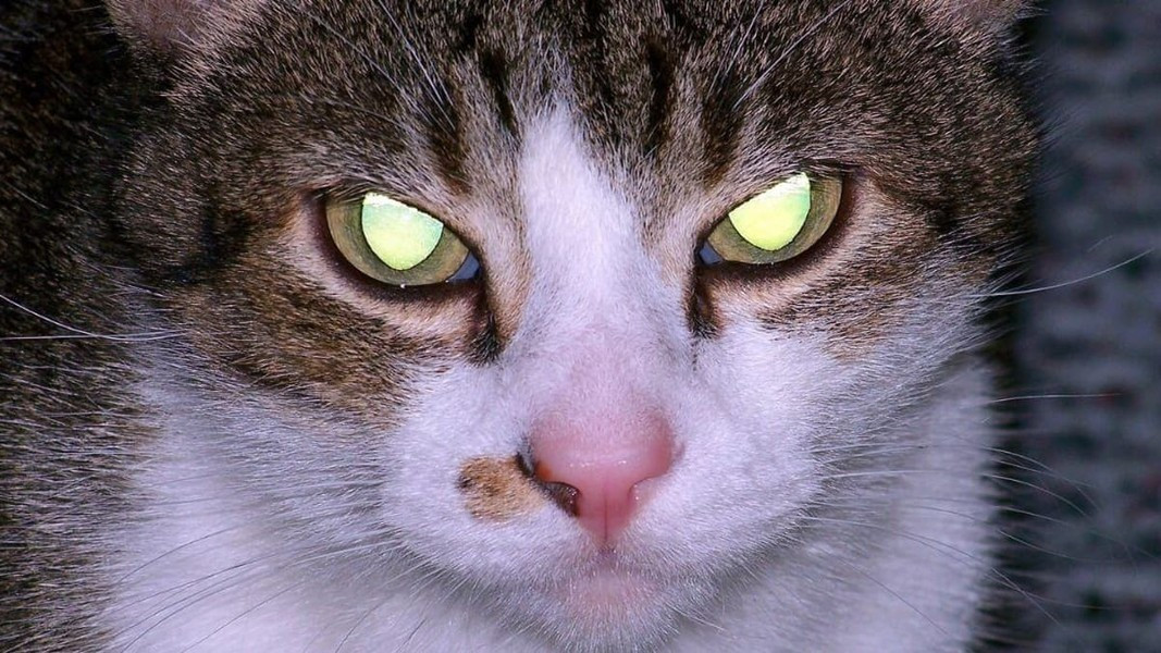 Vào buổi sáng, đồng tử mở lớn hơn một chút, nhưng khi trời tối hẳn, đồng tử mắt mèo có thể mở rộng và tròn hết cỡ, do đó mèo có thể nhìn thấy rõ mọi thứ trong đêm tối.