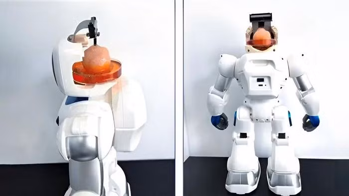 Chế tạo thành công robot có não làm từ tế bào gốc của người