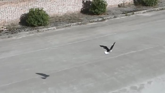 Phát triển thành công máy bay không người lái giống hệt chim thật