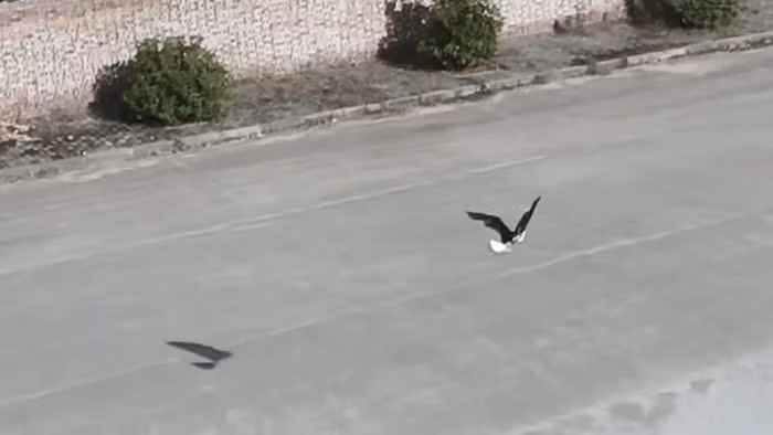 Phát triển thành công máy bay không người lái giống hệt chim thật