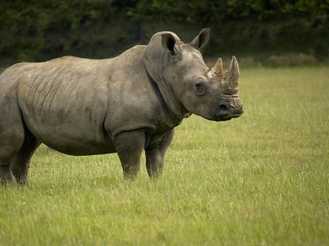 Tê giác Java: Đây là loài tê giác từng phân bố ở khu vực Đông Nam Á, Ấn Độ, Trung Quốc. Việt Nam cũng từng tồn tại loài tê giác quý hiếm này. Nhưng đáng tiếc, nó được xác định đã tuyệt chủng ở nước ta vào năm 2018. 