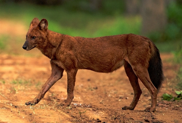 Chó sói đỏ: Con người gọi loài này là chó sói đỏ hay chó sói lửa, sói lửa, sói đỏ. Chúng thuộc họ chó, ăn thịt, vô cùng mạnh mẽ. Chó lửa dài 90 cm, đuôi khoảng hơn 30 cm, lông màu hung đỏ.