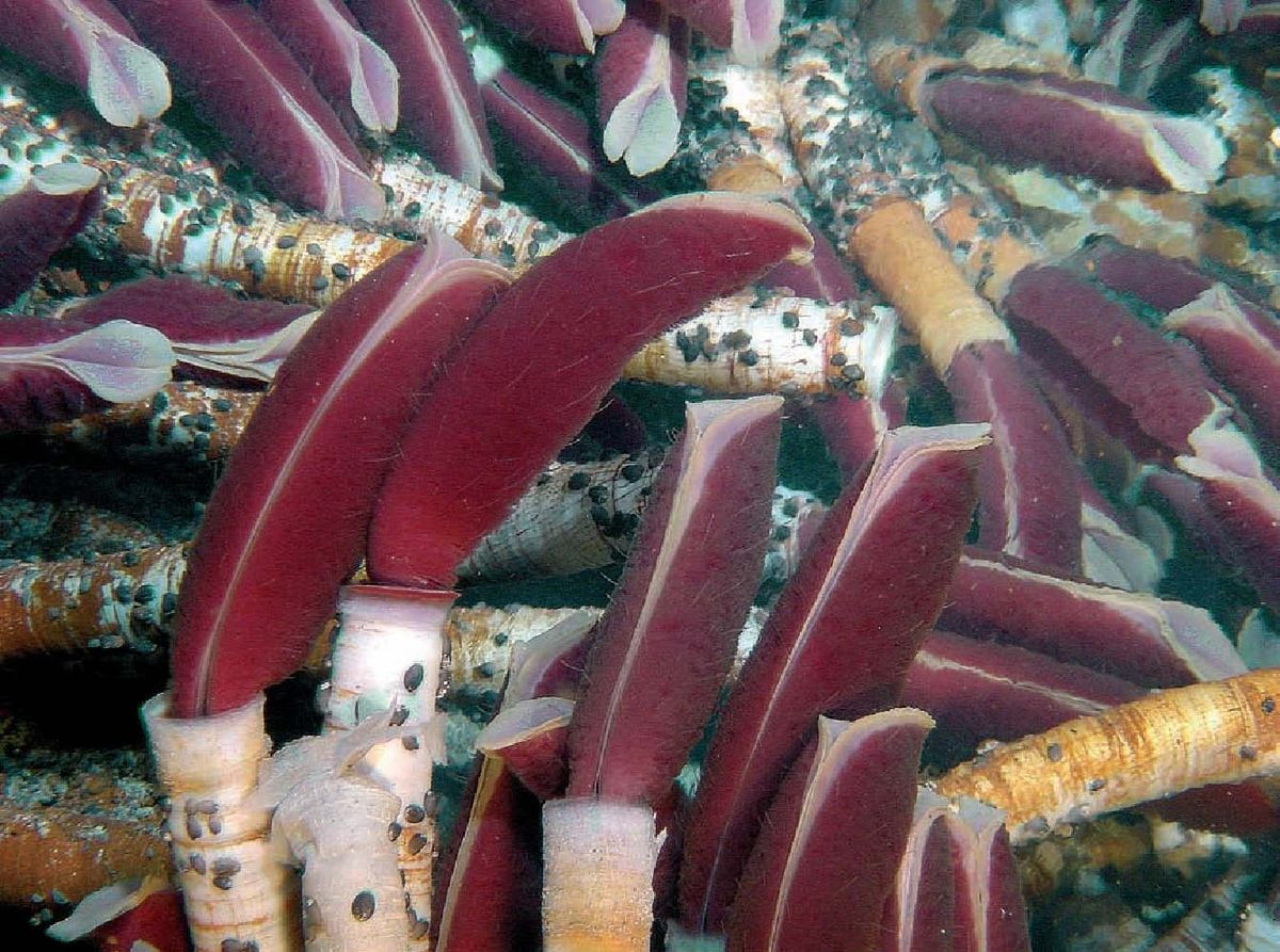  9. Giun ống khổng lồ. Loài giun ống tại đây có thể dài tới 2 mét và sống dựa vào vi khuẩn cộng sinh trong cơ thể để lấy năng lượng từ hydro sulfide. Ảnh: Pinterest.