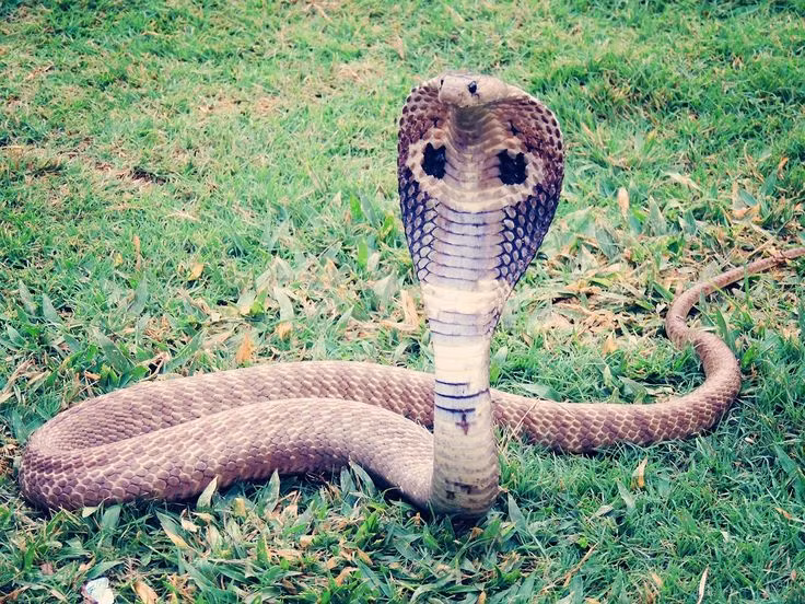  7. Tốc độ di chuyển nhanh. Mặc dù là một loài rắn lớn, rắn hổ mang chúa có thể di chuyển với tốc độ đáng kinh ngạc, lên đến 12 km/h khi săn mồi hoặc khi cảm thấy bị đe dọa. Ảnh: Pinterest.