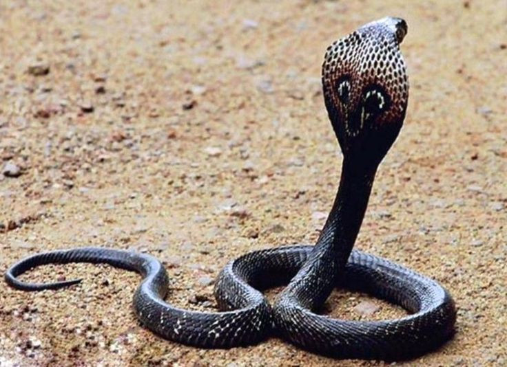  9. Loài rắn này có thể sống lâu trong tự nhiên. Rắn hổ mang chúa có thể sống tới 20 năm trong điều kiện tự nhiên nếu không gặp phải nguy cơ từ kẻ săn mồi hoặc điều kiện sống không thuận lợi. Điều này khiến chúng trở thành một trong những loài rắn sống lâu nhất trong tự nhiên. Ảnh: Pinterest.