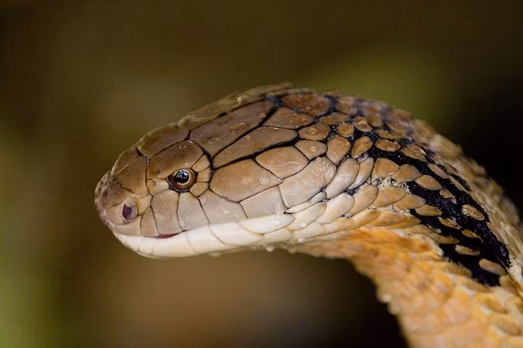  6. Loài rắn rất hiếu chiến. Rắn hổ mang chúa có thể trở nên rất hiếu chiến khi bị đe dọa, phồng to và dựng chiếc mái vòm trên đầu để tạo ra vẻ ngoài đáng sợ nhằm đe dọa kẻ thù. Chúng có thể tấn công nhanh và chính xác nếu cảm thấy bị tấn công. Ảnh: Pinterest.