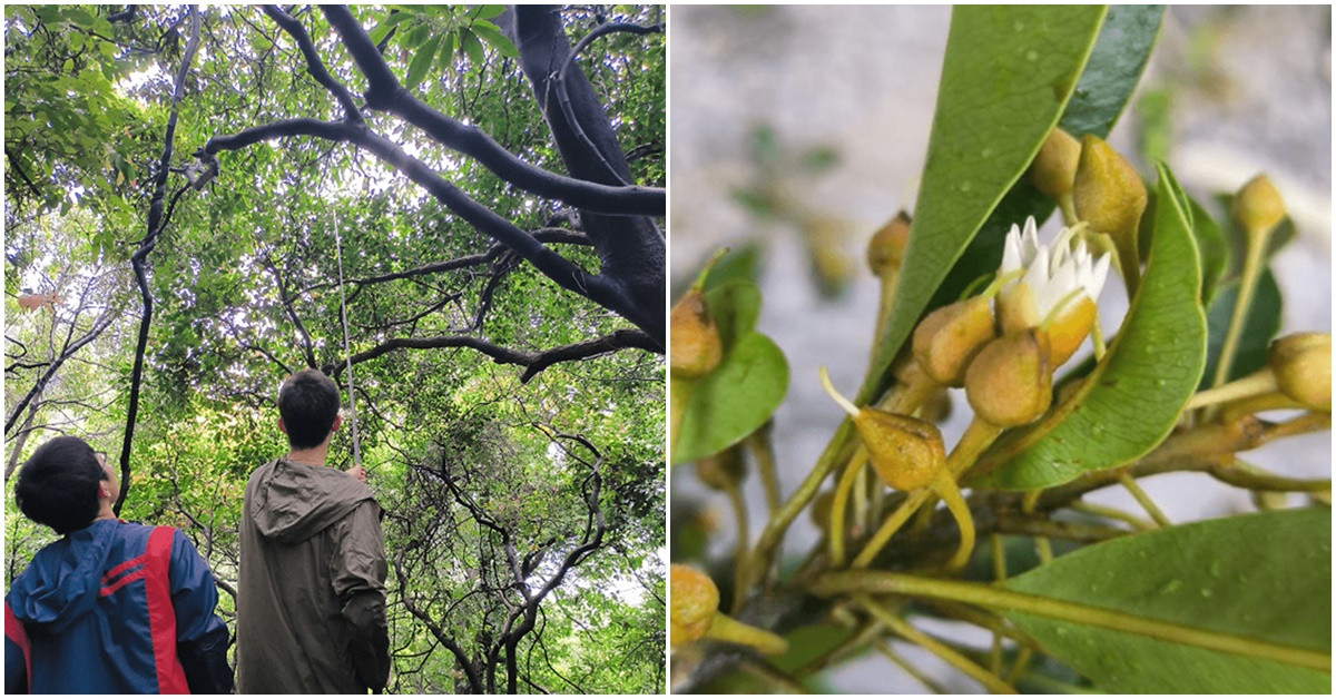 Tăng cường công tác tuyên truyền, giáo dục nhằm bảo vệ quần thể cây. Các nhà khoa học cũng tiếp tục thực hiện công tác khảo sát thực địa, giám sát nghiên cứu khoa học và các công việc liên quan khác.