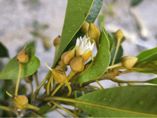 Sau khi phát hiện cây redbud dại ở vùng núi phía sau chùa Feilai, Chi cục Lâm nghiệp Thanh Thành đã nhanh chóng tổ chức cuộc họp phối hợp triển khai công tác bảo vệ cây redbud hoang dã, xây dựng hàng loạt biện pháp bảo vệ, làm rõ nhiệm vụ công tác và thúc đẩy mạnh mẽ công tác bảo vệ cây redbud.