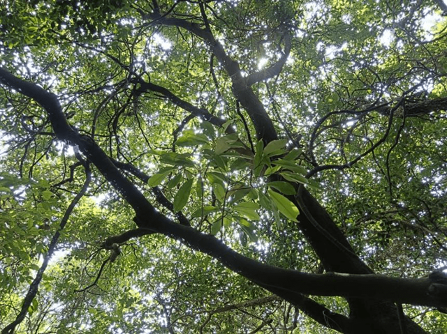 Đây là loài cây được liệt kê trong "Danh sách các loài thực vật hoang dã được bảo vệ quan trọng quốc gia" phát hành năm 1999; trong "Danh sách đỏ các loài có nguy cơ tuyệt chủng" của Liên minh Bảo tồn Thiên nhiên Quốc tế, nó được đánh giá là dễ bị tổn thương.