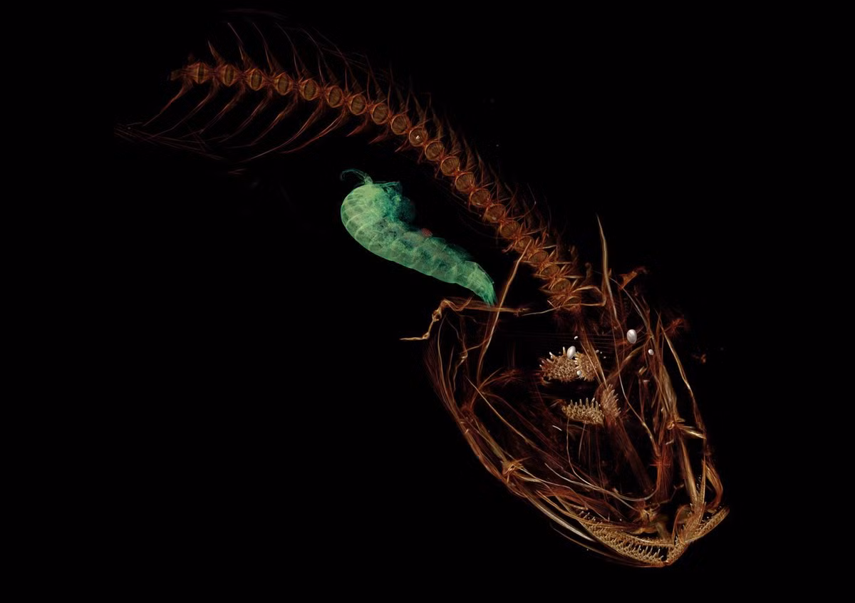  7. Hệ sinh thái kỳ lạ. Dù điều kiện khắc nghiệt, đáy rãnh vẫn có sự sống, bao gồm các vi khuẩn, động vật giáp xác, và cá chịu áp suất cao. Ảnh: Pinterest.