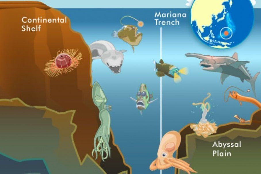  15. Biên giới chưa được khám phá. Rãnh Mariana vẫn còn rất nhiều bí ẩn chưa được giải đáp. Dù đã có một số chuyến thám hiểm, phần lớn khu vực này vẫn chưa được khám phá, làm nó trở thành một trong những nơi kỳ bí nhất trên hành tinh. Ảnh: Pinterest.