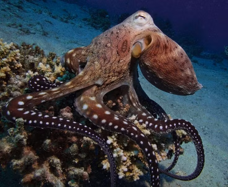  8. Hệ thần kinh phức tạp. Gần 2/3 tế bào thần kinh của bạch tuộc nằm trong các xúc tu, cho phép chúng hoạt động độc lập với não. Ảnh: Pinterest.