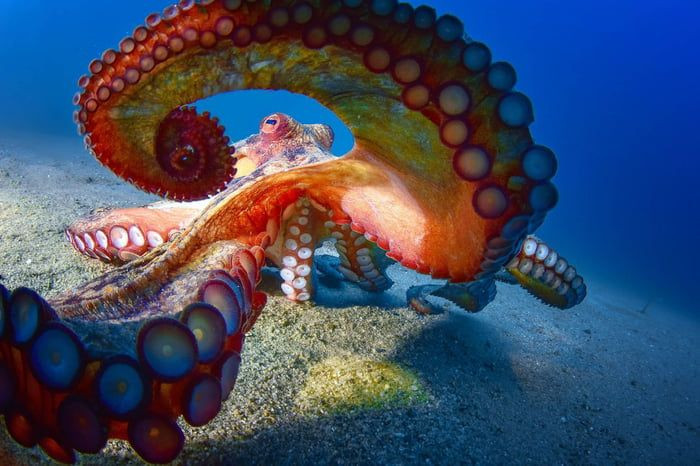  2. Máu màu xanh. Máu của bạch tuộc có màu xanh do chứa hemocyanin, một phân tử giàu đồng giúp vận chuyển oxy hiệu quả trong nước lạnh và ít oxy. Ảnh: Pinterest.