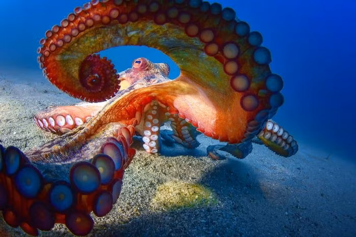 2. Máu màu xanh. Máu của bạch tuộc có màu xanh do chứa hemocyanin, một phân tử giàu đồng giúp vận chuyển oxy hiệu quả trong nước lạnh và ít oxy. Ảnh: Pinterest.