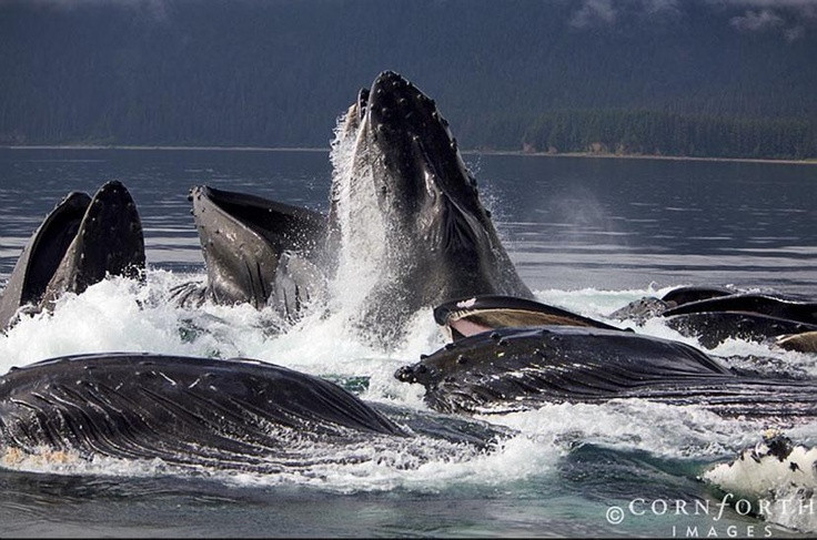  10. Tiên phong trong công nghệ nghiên cứu. Với công trình nghiên cứu về cá nhà tàng của mình, Brenda McCowan và nhóm đã tiên phong áp dụng công nghệ phân tích âm thanh tiên tiến trong môi trường tự nhiên. Ảnh: Pinterest.