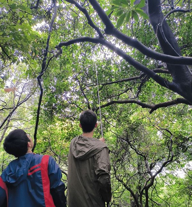 Theo cục Lâm nghiệp thành phố Thanh Nguyên, quận Thanh Thành, Trung Quốc cho biết, mới đây họ đã phát hiện 1 quần thể cây Redbud trên núi Feilaisi ở khu thắng cảnh Feixia.