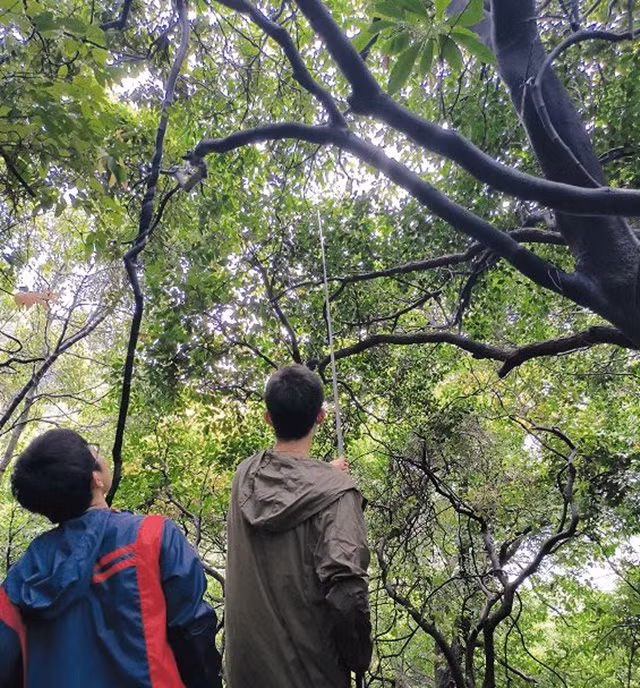 Theo cục Lâm nghiệp thành phố Thanh Nguyên, quận Thanh Thành, Trung Quốc cho biết, mới đây họ đã phát hiện 1 quần thể cây Redbud trên núi Feilaisi ở khu thắng cảnh Feixia.