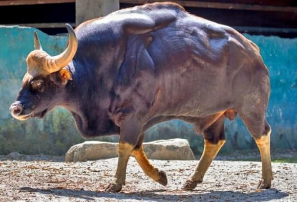 Bất chấp sự hung dữ và khả năng chiến đấu đáng nể (chỉ đứng sau hổ trong các loài thú dữ ở Đông Nam Á), bò tót vẫn là mục tiêu săn bắn hàng đầu. Thị trường chợ đen có nhu cầu cao về mật, sừng và thịt của bò tót đã khiến chúng trở thành nạn nhân của những kẻ săn trộm.