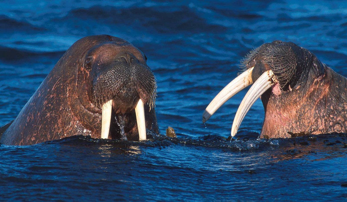  12. Hệ động vật độc đáo. Greenland là nơi sinh sống của các loài động vật hoang dã như gấu Bắc Cực, hải mã, cá voi, tuần lộc, và cáo Bắc Cực. Ảnh: Pinterest.