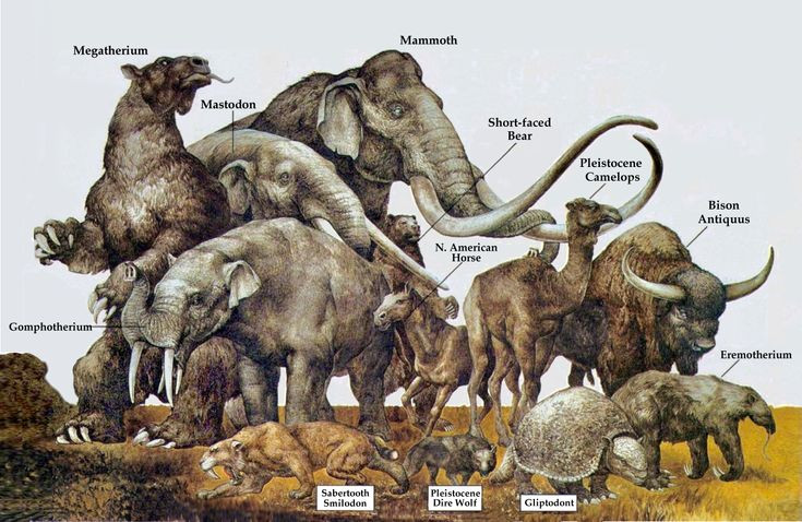 6. Động vật khổng lồ (Megafauna). Kỷ băng hà là thời kỳ hưng thịnh của các loài động vật khổng lồ như voi ma mút, hổ răng kiếm, gấu hang và lười đất khổng lồ. Ảnh: Pinterest.