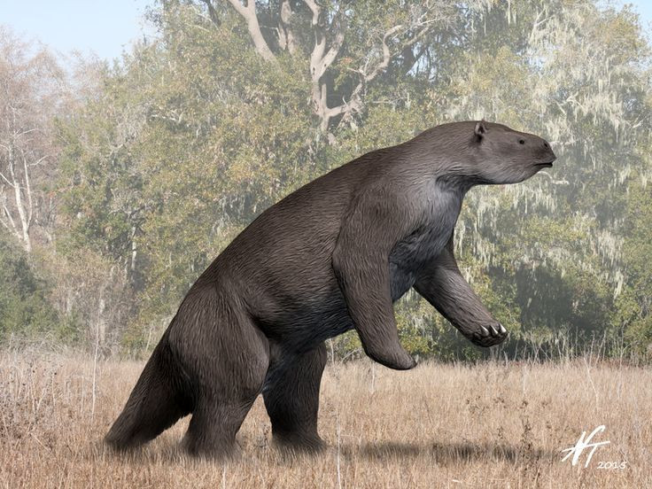  Di chuyển chậm chạp. Cũng giống như lười hiện đại, lười khổng lồ di chuyển với tốc độ rất chậm chạp so với kích thước của mình. Ảnh: Pinterest.