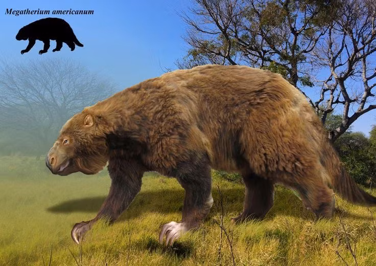  Có bộ lông dày. Loài này có bộ lông dày để giữ ấm, vì chúng sống trong môi trường lạnh của thời kỳ băng hà, mặc dù chúng không phải là động vật có khả năng chịu lạnh cao như một số loài khác. Ảnh: Pinterest.