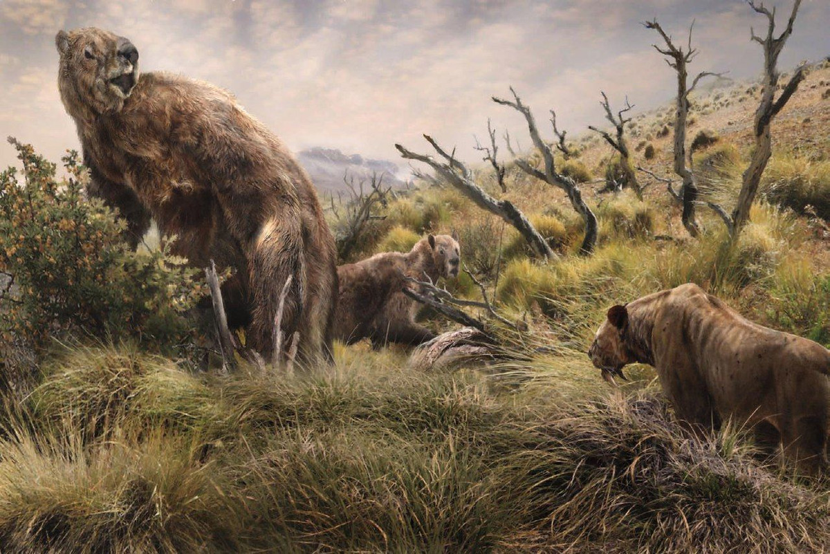  Sống chủ yếu ở Nam Mỹ. Lười khổng lồ thời tiền sử chủ yếu sinh sống ở khu vực Nam Mỹ, đặc biệt trong kỷ nguyên Pleistocen. Ảnh: Pinterest.