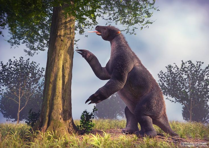  Sống trên mặt đất. Do có kích thước khổng lồ, lười khổng lồ chỉ sống trên mặt đất, khác với các loài lười hiện đại chuyên sống trên cây. Ảnh: Pinterest.