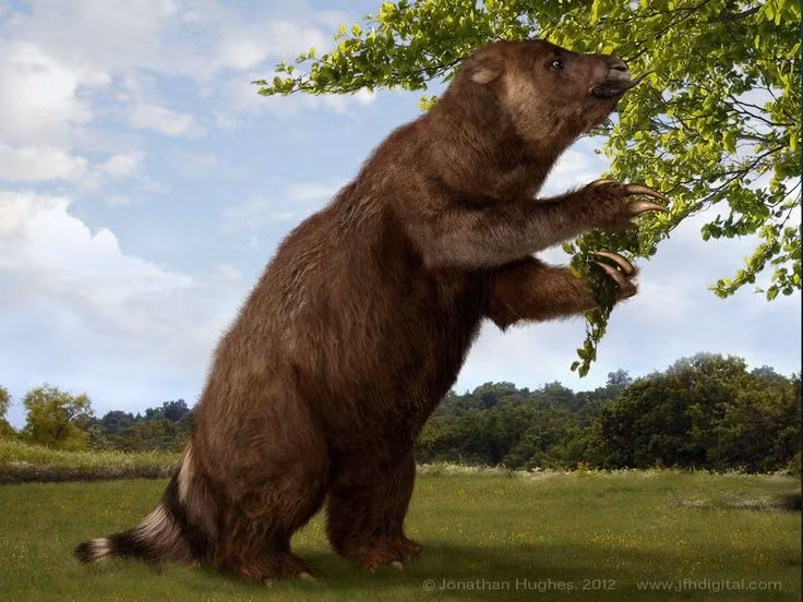  Chế độ ăn thực vật. Lười khổng lồ ăn chủ yếu lá cây, cỏ và thực vật mềm, tương tự như lười hiện đại. Ảnh: Pinterest.