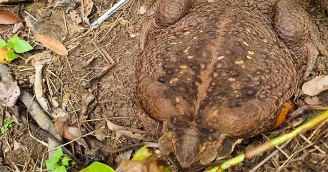  Trong khi con cóc mới được phát hiện này nặng 2,7kg, và nó rất có thể xác lập kỷ lục Guinness mới về loài cóc lớn nhất thế giới. 