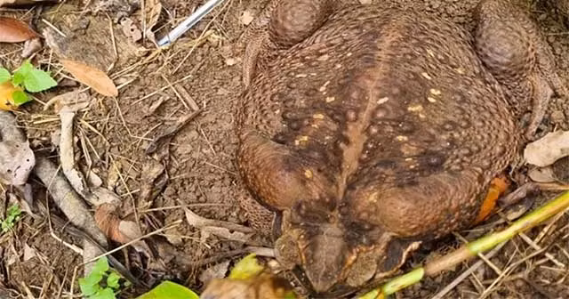  Trong khi con cóc mới được phát hiện này nặng 2,7kg, và nó rất có thể xác lập kỷ lục Guinness mới về loài cóc lớn nhất thế giới. 