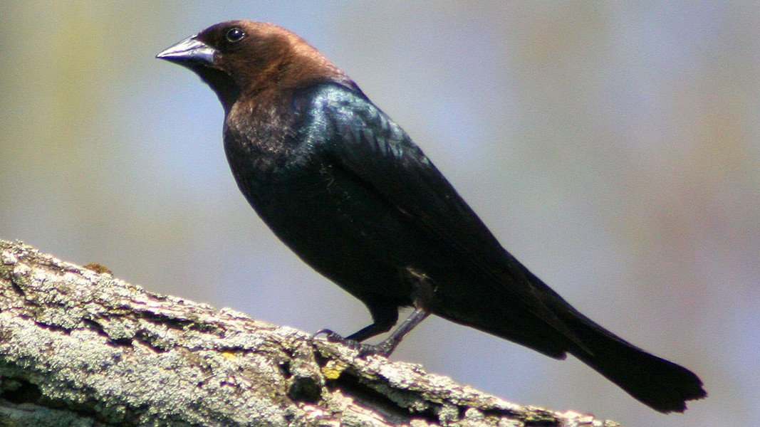 Chim bò đầu nâu thì không lén lút mà ép phải nhận trứng với sự đe dọa, nếu không nhận sẽ giết chết các con non của chim khác. Chim bò đầu nâu thường đẻ những quả trứng trông giống với trứng của nhiều vật chủ khác nhau để ngụy trang.