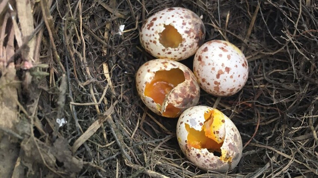 Trong khi những con chim mẹ có cách tiếp cận tàn bạo hơn là chọc thủng nhiều trứng của vật chủ, loại bỏ cạnh tranh của con cái chúng.