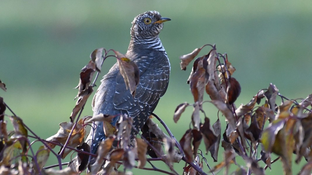 View - Vũ khí đặc biệt FBI dùng để bắt ông trùm Al Capone | Báo Tri thức và Cuộc sống - TIN TỨC PHỔ BIẾN KIẾN THỨC 24H