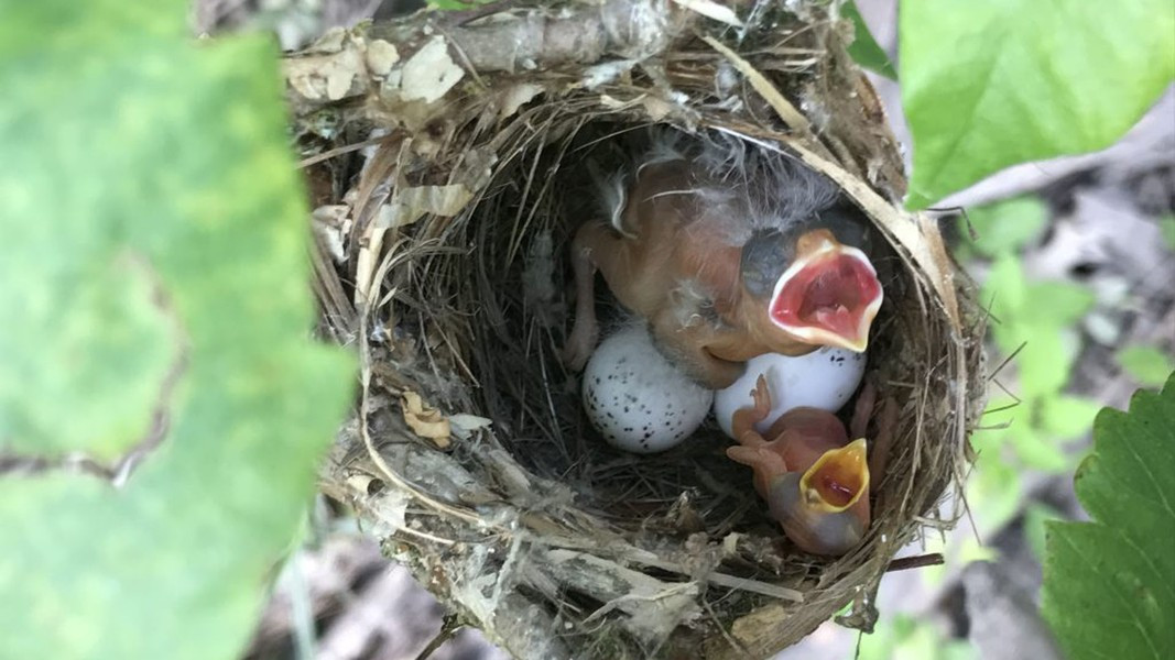 Thời gian ấp trứng của chim bò đầu nâu kéo dài chỉ khoảng 10 ngày, được cho là một chiến lược sinh tồn. Với việc nở sớm hơn, vật chủ có ít thời gian để phát hiện và loại bỏ trứng ký sinh hơn. Ngoài ra, việc nở trước cũng giúp các loài chim ký sinh bạo lực có cơ hội phá trứng hay giết chết chim non của vật chủ.