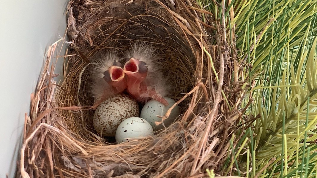 Chim bò đầu nâu non sử dụng cơ bắp của chúng để thực hiện hành vi “đòi ăn mãnh liệt” đối với cha mẹ nuôi, độc chiếm nguồn thức ăn trước khi trứng của vật chủ nở.