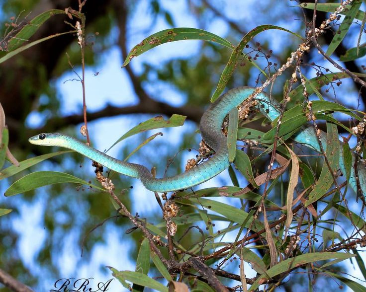  3. Rắn trong ẩm thực Việt Nam. Ở Việt Nam, rắn cũng là một món ăn được ưa chuộng tại một số vùng nông thôn hoặc khu vực Tây Nam Bộ. Rắn được sử dụng để chế biến nhiều món ăn, từ hầm, nướng, đến nấu lẩu. Ảnh: Pinterest.