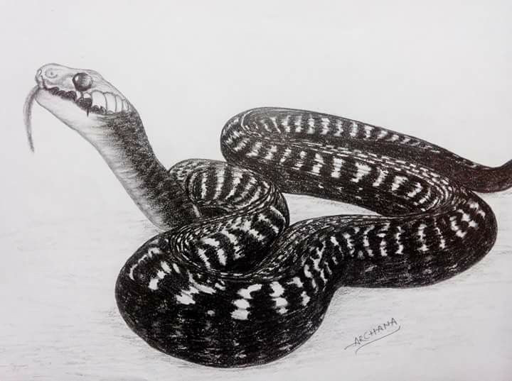  5. Rắn trong ẩm thực Campuchia. Tại Campuchia, thịt rắn là một món ăn khá phổ biến, đặc biệt trong các khu vực nông thôn và miền Tây. Thịt rắn được chế biến theo nhiều cách khác nhau, từ xào, nướng đến làm món súp. Ảnh: Pinterest.