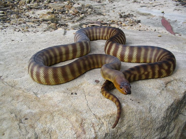  7. Rắn trong ẩm thực Mexico. Thịt rắn, đặc biệt là rắn boa và rắn đuôi chuông, cũng được sử dụng trong ẩm thực Mexico. Người Mexico thường chế biến rắn theo kiểu nướng hoặc làm thành món tacos. Ảnh: Pinterest.