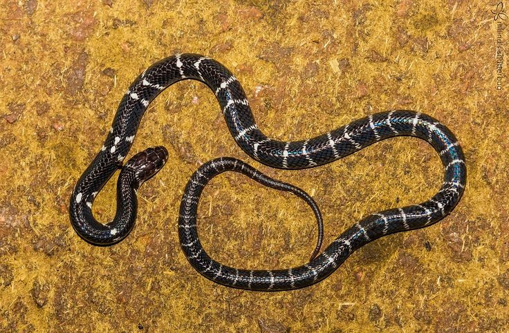  4. Rắn trong ẩm thực Lào. Ở Lào, thịt rắn cũng được coi là món ăn bổ dưỡng. Rắn có thể được chế biến thành món nướng hoặc hầm cùng các loại gia vị. Một món ăn phổ biến là rắn nướng hoặc canh rắn, thường được ăn kèm với xôi và rau sống. Ảnh: Pinterest.