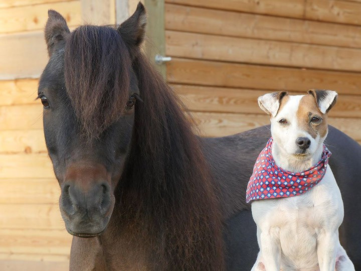  Mối quan hệ giữa cha mẹ và con cái, cha mẹ sẽ thịnh vượng và con cái sẽ trở thành rồng và phượng trong gia đình luôn có tiếng cười, con cái và cha mẹ suốt đời có những người cao quý, và họ có thể tận hưởng vinh quang và sự giàu có vô tận. 