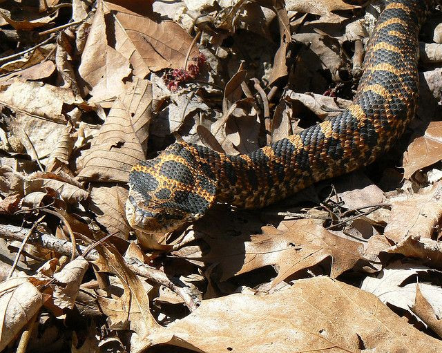 Việc xác định loài rắn độc hay không độc rất quan trọng khi bị rắn cắn. Tuy nhiên, đừng cố gắng giết rắn hay bắt rắn, vì điều này có thể làm tăng nguy cơ bị cắn thêm. Ảnh: Pinterest.