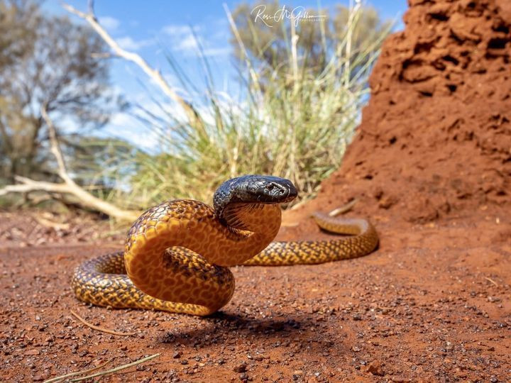  10. Điều trị y tế sau khi đến bệnh viện. Sau khi đến bệnh viện, bác sĩ sẽ xác định liệu có phải là rắn độc hay không và sẽ tiêm serum kháng nọc độc nếu cần. Việc điều trị sẽ phụ thuộc vào loại rắn và mức độ nọc độc. Ảnh: Pinterest.