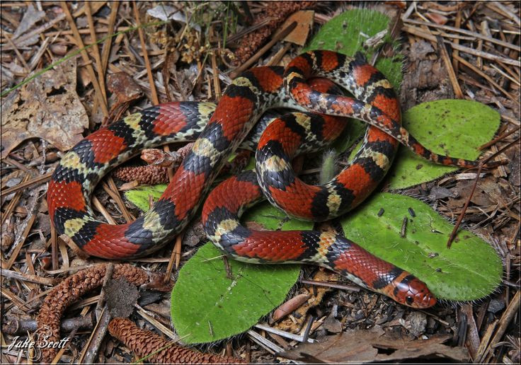  6. Không buộc chặt hoặc cắt xẻo vết thương. Không nên buộc chặt vết cắn bằng dây thừng hay garo vì điều này có thể làm cản trở lưu thông máu và gây tổn thương cho cơ thể. Ảnh: Pinterest.