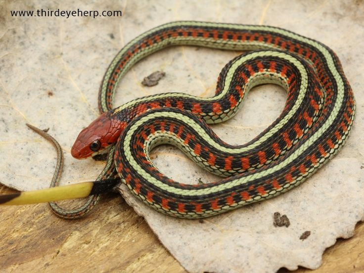  3. Tìm sự giúp đỡ y tế ngay lập tức. Liên hệ với dịch vụ cấp cứu hoặc đến cơ sở y tế gần nhất ngay lập tức. Thời gian là yếu tố quan trọng trong việc điều trị vết cắn của rắn, vì vậy càng nhanh chóng chuyển đến bệnh viện càng tốt. Ảnh: Pinterest.